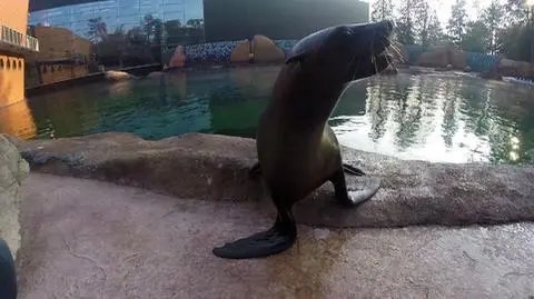 W polskich zoo zwierzętom nie jest do śmiechu. Wpis na blogu wywołał burzę