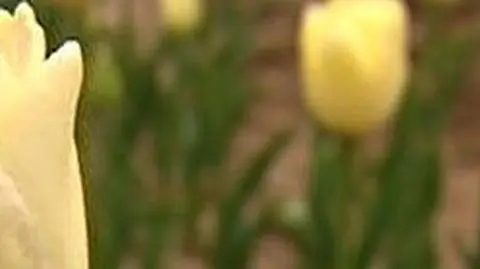Tulipany "Maria Kaczyńska" rekordowo popularne