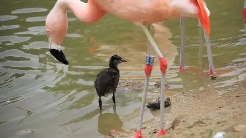 O kurka wodna! Flamingi ochroniarzami pisklaków