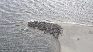 Foki u ujścia Wisły 