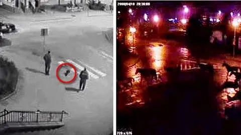 Bóbr i konie na ulicach Giżycka