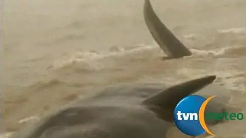 Zbyt ciężkie, żeby żyć