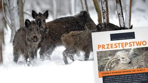 Kolejne głosy w sprawie odstrzału dzików 