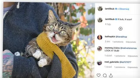 Lil Bub - słynna kotka nie żyje