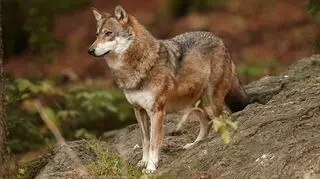 Czterej mężczyźni stanęli przed sądem w związku z zabiciem wilka (zdjęcie ilustracyjne)