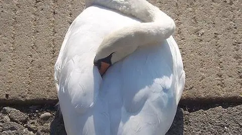 Łabędź spacerował po Bydgoszczy