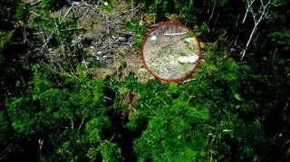 Rezerwat, w którym żyją, jest jednym z największych w Brazylii