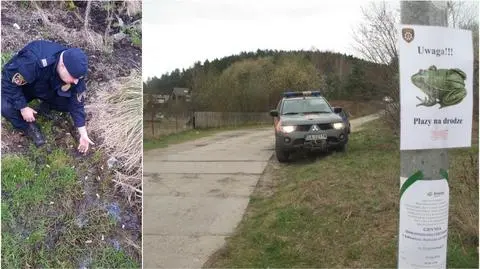 Gdynia: Strażnicy ratują żaby