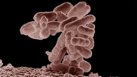 Bakterie coli w źródełku w Sulistrowiczkach 