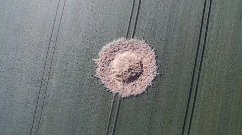 Krater na polu kukurydzy po bombie z II wojny światowej