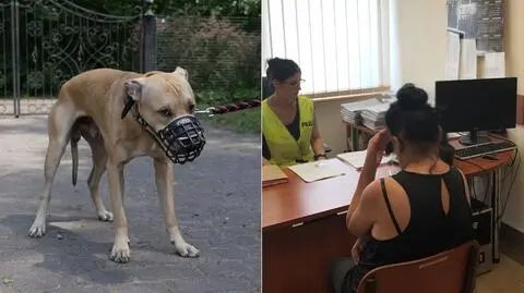 Jaworzno. Pies pitbull pogryzł na ulicy 11-letniego chłopca