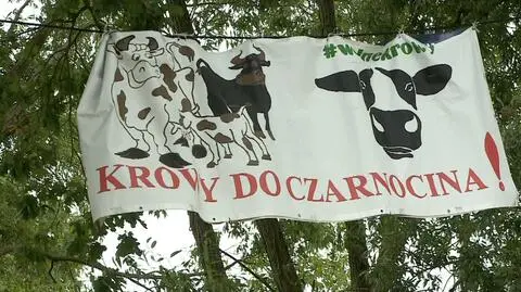 Krowy z Ciecierzyc wciąż w zagrodzie. Procedury trwają