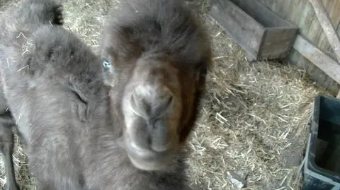 Opole: narodziny wielbłądzicy w zoo