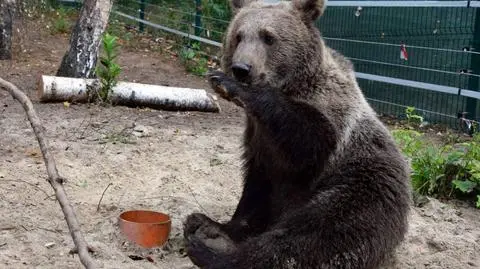 Za ratowanie zwierząt, poznańskie zoo może mieć kłopoty