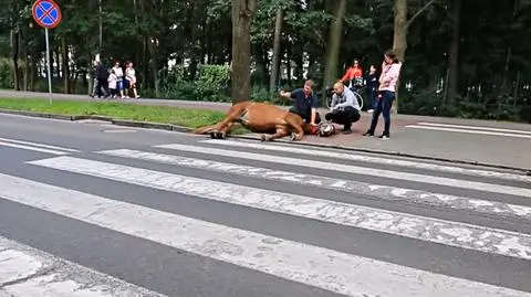 Konia uspokajał woźnica i jego pomocnik