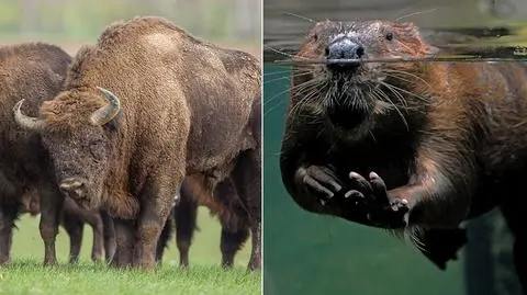 Polish minister of agriculture wants bisons and beavers to become game species