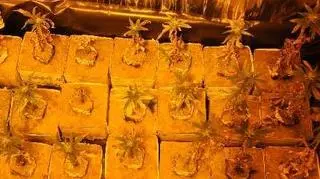 Policjanci zlikwidowali plantację konopi indyjskich