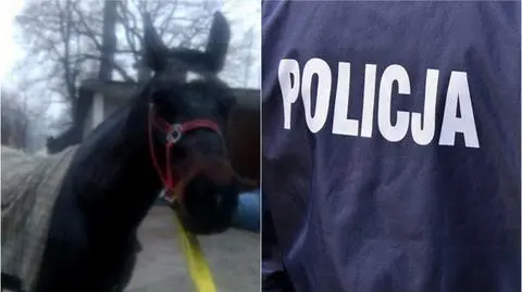 Myślenice. Dzielnicowy zatrzymał… konia