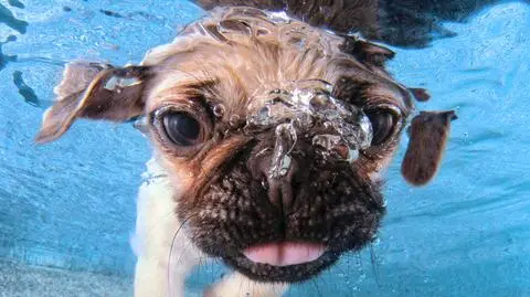 "Mały pies zmienił moje życie". 
Świat oszalał na punkcie tych zdjęć