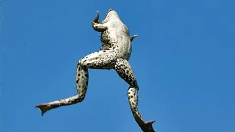 Z nieba spadły żaby