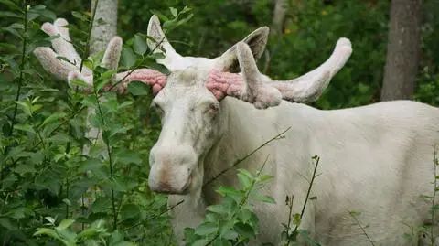 Biały łoś w Szwecji