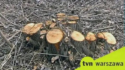 Wycięli 4 tysiące drzew