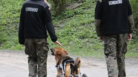 Piesek mógłby biegać cały dzień