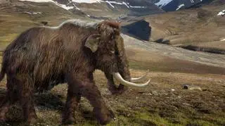 Co jadł mamut znaleziony w Bełchatowie?