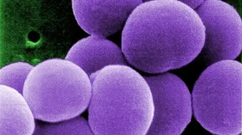 Licealiści pracują nad lekiem na antybiotykoodporność