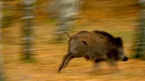 Myśliwi zastrzelili dzika, który ranił dwie osoby