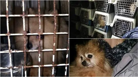 Psy były skrajnie zaniedbane