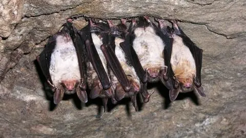 Mopki i nocki mogą spać spokojnie