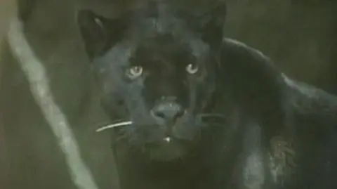 Czarny jaguar trafił do zoo w Meksyku