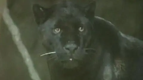 Czarny jaguar rządzi w Meksyku