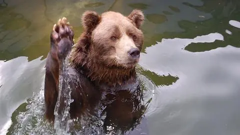 Niedźwiedź za kółkiem