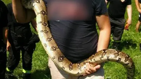 Wilczkowice.  Uciekł wąż boa. Poszukiwania