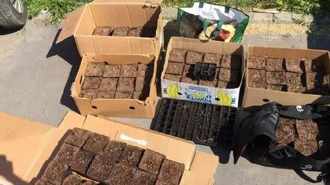 Kraków. 23-latek uprawiał konopie na balkonie swojego mieszkania