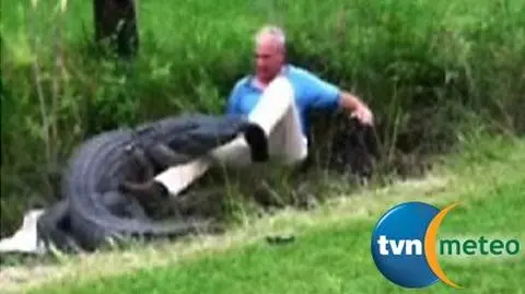 Chciał przesunąć aligatora