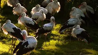 Ranne bociany odzyskują zdrowie w pogotowiu leśnym w Mikołowie