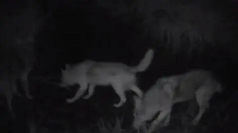 Wataha wilków nocą