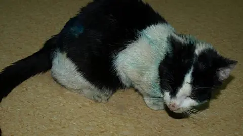 Kot stracił łapkę po tym jak próbował ogrzać się przy silniku samochodu