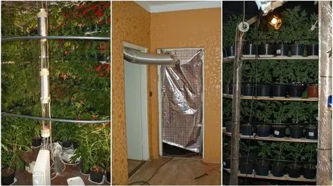 Kościan. 400 krzewów konopi indyjskich w wynajętym domu