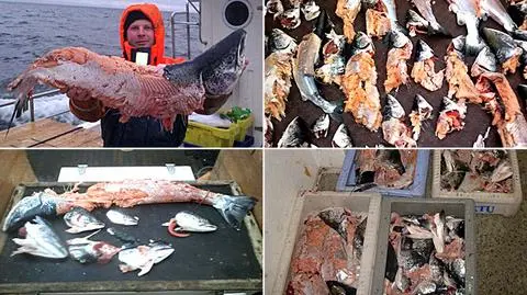 Foki zostawiają rybakom w sieciach obgryzione ryby