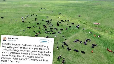 Zagrożone krowy z Deszczna. Prezydent zabiera głos, prezes PiS interweniuje