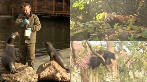 Zwierzęta z opolskiego zoo przygotowują się do zimy