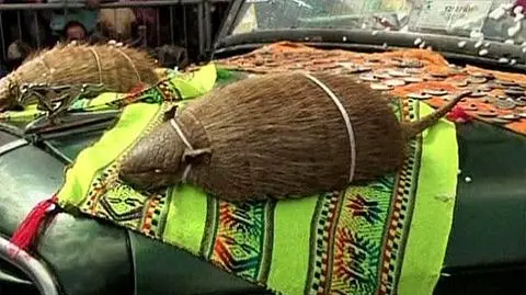 Tysiące martwych zwierząt na święto ziemi