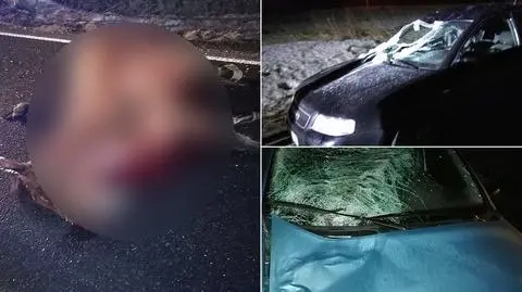 Konie wybiegły na drogę. Dwa zginęły w zderzeniu z samochodami