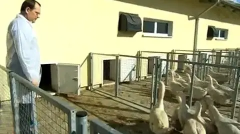 Kłopotek wybrał gęsi
