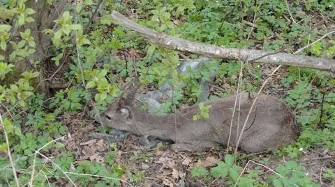 Nieostrożny jelonek utknął w potoku. Pomogli strażacy