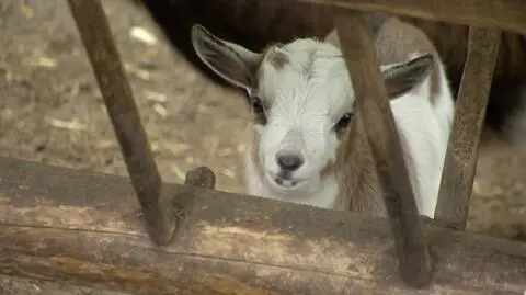 Policja ustala w jaki sposób skradziono koziołka